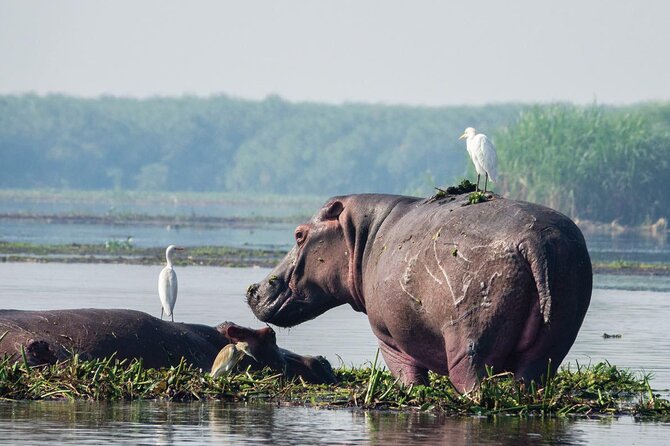 8-Day Murchison Falls, Chimp and Epic Gorilla Trekking - Day 2: Northern plains and the Nile to the falls
