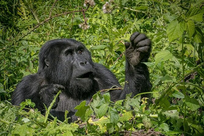 8-Day Private Uganda Big 5 Luxury Safari with Gorillas and Chimps - Day 4: Kibale chimpanzees and the crater region