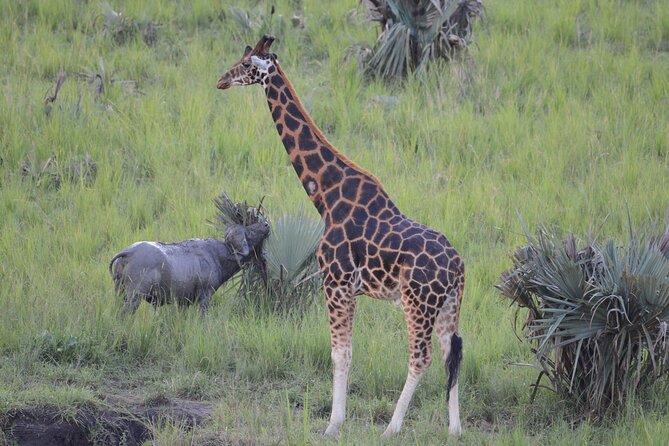 8-Day Private Uganda Big 5 Luxury Safari with Gorillas and Chimps - Day 5: Kasenyi wildlife and the Kazinga Channel