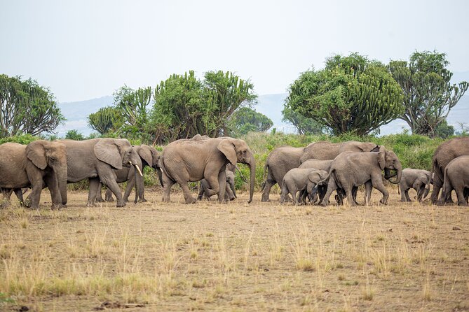 8-Day Private Uganda Big 5 Luxury Safari with Gorillas and Chimps - Day 1: Murchison Falls and the Nile through the Rift Valley