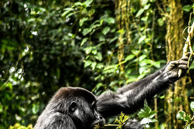 8 Days Gorillas, Primates & Wildlife Safari Uganda Safari - What the $5,810 price buys you