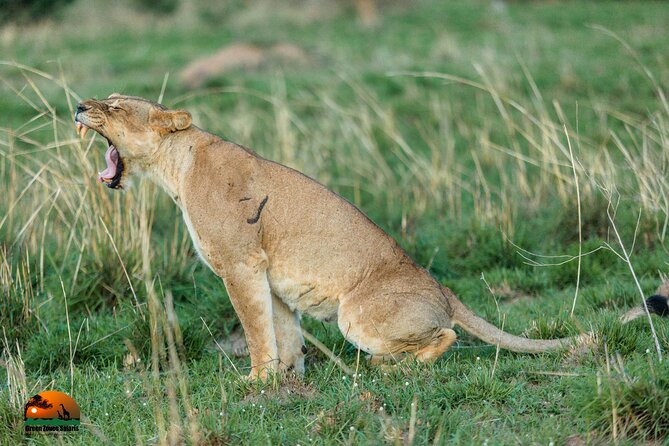 8 Days Gorillas, Primates & Wildlife Safari Uganda Safari - Day 3: Crater views and an afternoon game drive