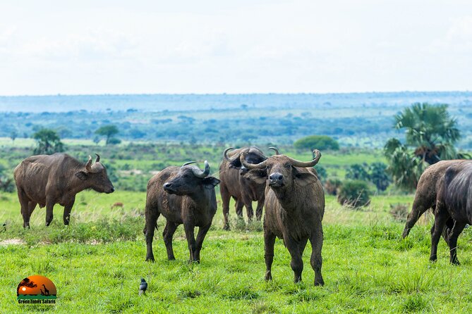 8 Days Gorillas, Primates & Wildlife Safari Uganda Safari - Day 6: Gorilla trekking in Bwindi
