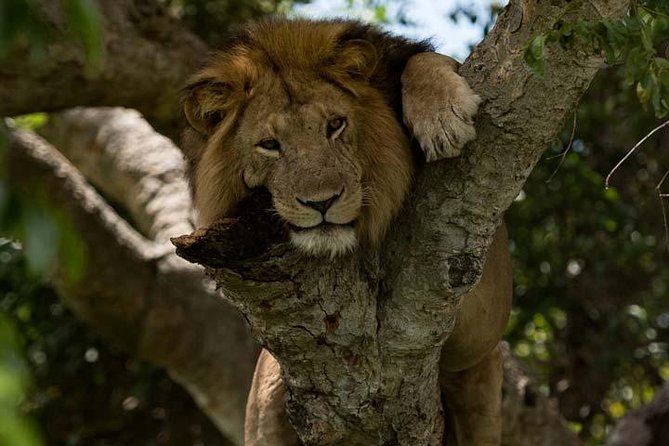 8 days Murchison Falls, Chimpanzee & Gorilla Trekking Safari - Why this Uganda route works so well