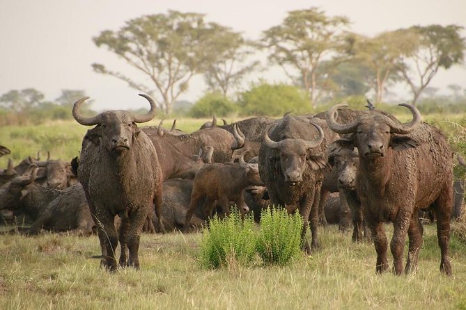8 Days Uganda Primates Safari - Day 4: Elephants, buffaloes, and the Kazinga Channel