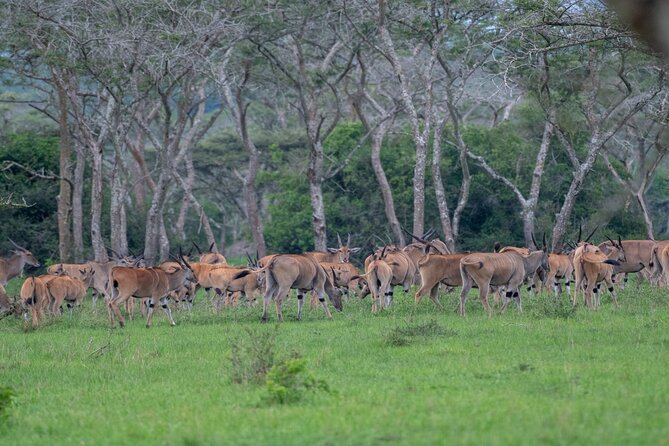 8 Days Uganda Primates Safari - Day 7: Igongo Cultural Center and Lake Mburo