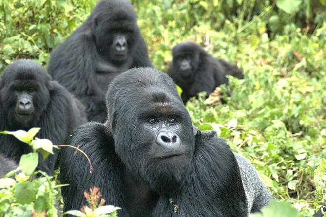 9 Best of Uganda gorilla and wildlife safari - Why this Uganda route works