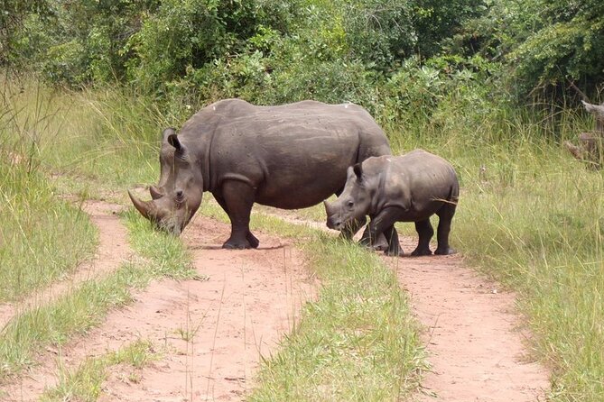 9 day Gorilla Trekking, Chimpanzee & Wilderness Safari (mid-range) - Murchison Falls, game drives, and a Nile cruise
