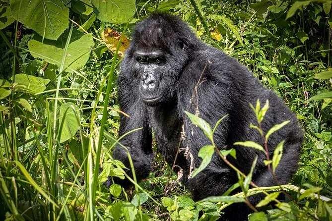 9-Day Private Uganda Wildlife Safari - Why this Uganda safari works