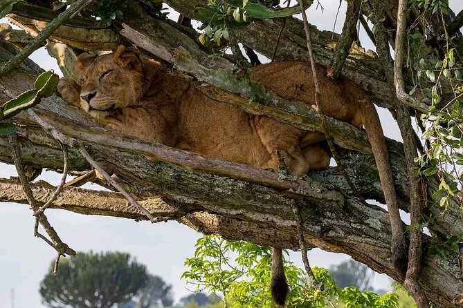 9-Day Private Uganda Wildlife Safari - Day 3: The long transfer to Kibale Forest