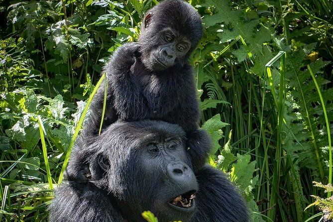 9-Day Private Uganda Wildlife Safari - Day 4: Chimpanzees and the Bigodi-style swamp walk