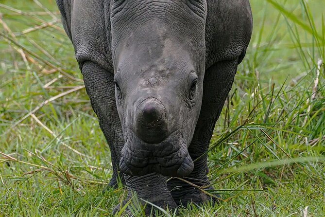 9-Day Private Uganda Wildlife Safari - Day 5: Hippos on the Kazinga Channel