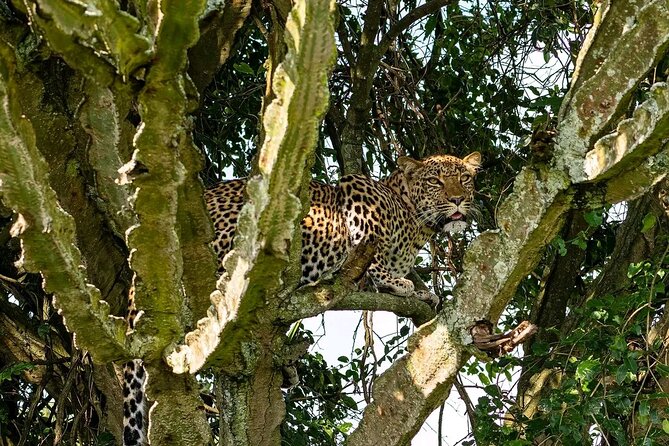 9-Day Private Uganda Wildlife Safari - Day 6: Sunrise wildlife and the crater lakes