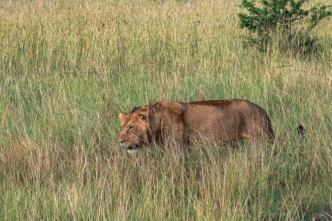 9-Day Private Uganda Wildlife Safari - Day 7: From Queen Elizabeth to Bwindi