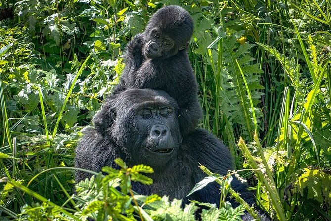 9-Day Private Uganda Wildlife Safari - Day 1: Flying into Murchison Falls