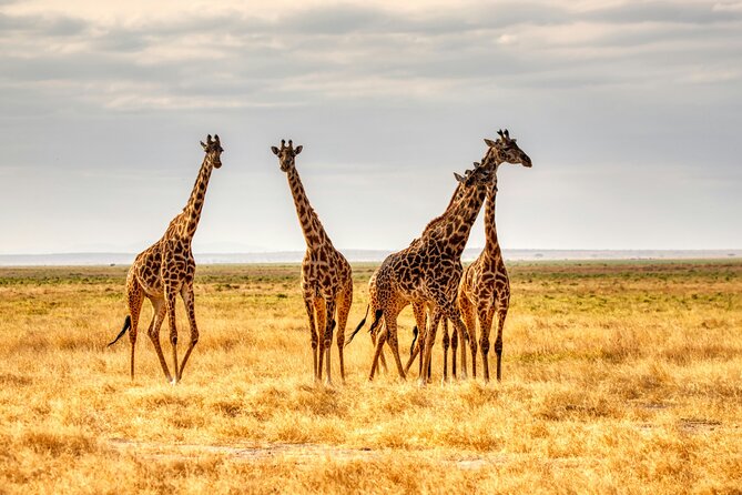 9 Days Uganda Wildlife Safaris, Gorilla Trekking & Hiking - Day 6: Queen Elizabeth’s Kasenyi Plains and Kazinga Channel