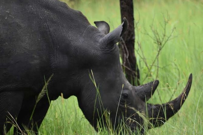 A Thrilling 1-Day Rhino Tracking Tour in Uganda - Why Ziwa is a strong one-day wildlife choice