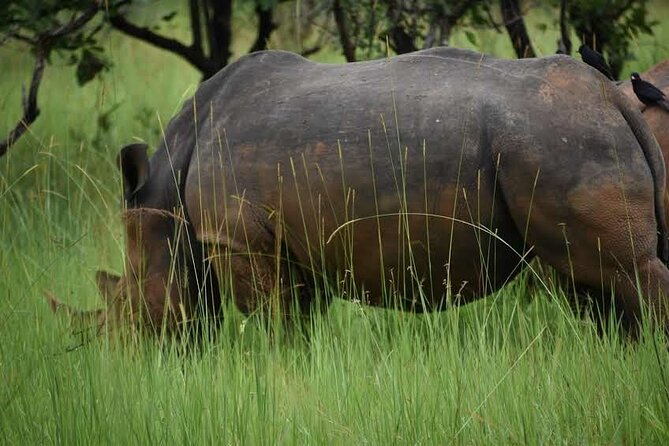 A Thrilling 1-Day Rhino Tracking Tour in Uganda - Lunch and the return to Kampala
