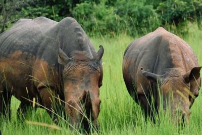 A Thrilling 1-Day Rhino Tracking Tour in Uganda