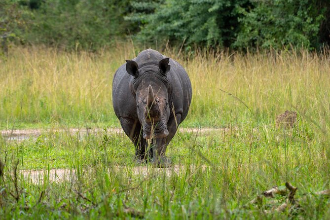 A Thrilling 1-Day Rhino Tracking Tour in Uganda - What to bring for the seven to eight-hour day