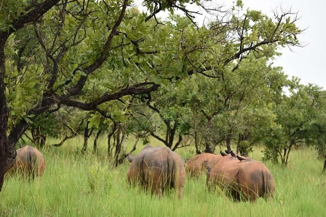 A Thrilling 1-Day Rhino Tracking Tour in Uganda - Practical money and booking notes