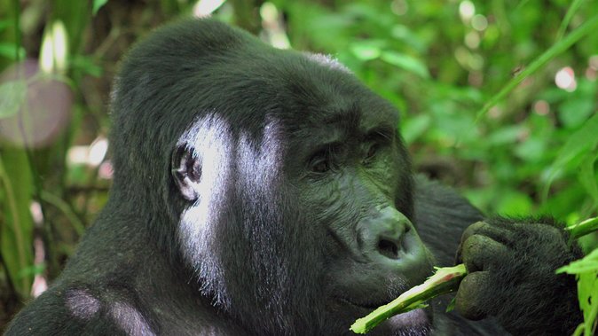 Bwindi Gorilla Safari - 3 Days - Day 2: Following gorilla signs through Bwindi