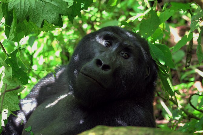 Bwindi Gorilla Safari - 3 Days - What the $2,015 price covers