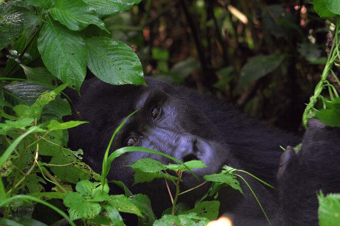 Bwindi Gorilla Safari - 3 Days - The driver-guide can shape the whole trip