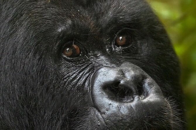 Bwindi Gorilla Safari - 3 Days - Small practical details that matter