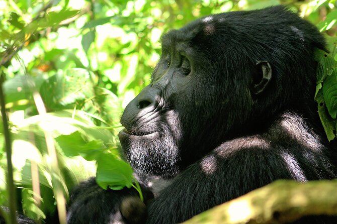 Bwindi Gorilla Safari - 3 Days - Day 1: Kampala to Bwindi by way of the Equator