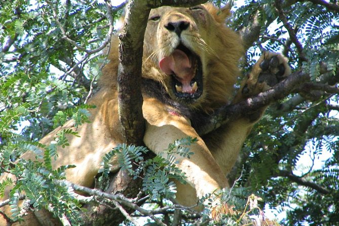 Bwindi impenetrable Kenya Tanzania Gorilla Safari 14 days 13 nights - Kenya’s Aberdares and Maasai Mara