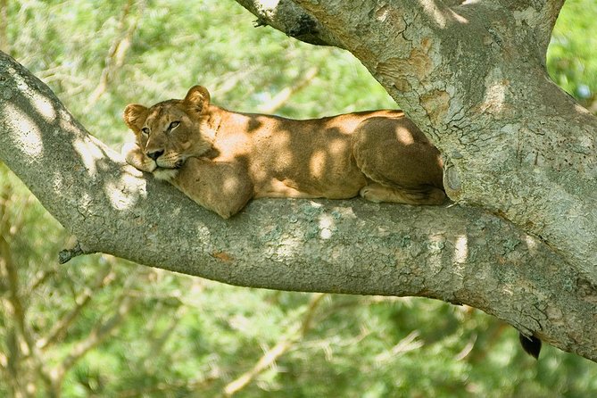 Bwindi impenetrable Kenya Tanzania Gorilla Safari 14 days 13 nights - Across to Lake Manyara and Ngorongoro
