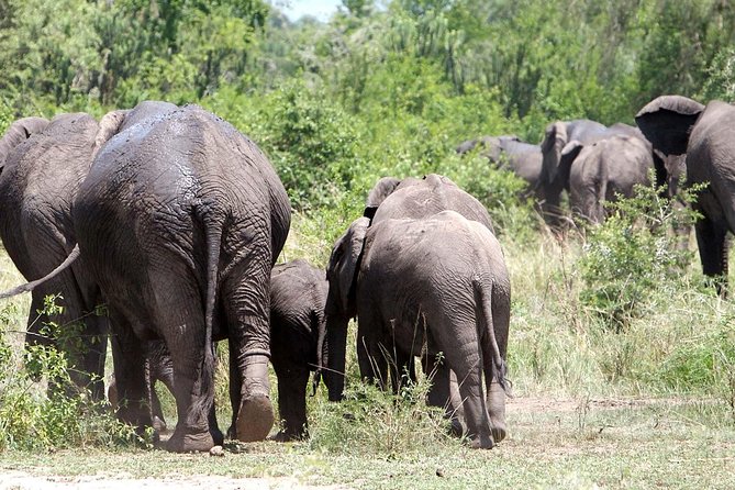 Bwindi impenetrable Kenya Tanzania Gorilla Safari 14 days 13 nights - What the $18,000 price really covers