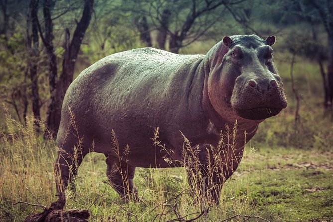 Bwindi impenetrable Kenya Tanzania Gorilla Safari 14 days 13 nights - How the private format affects the trip