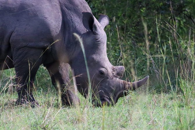 Day Tour Of Ziwa Rhino Sanctuary and Wildlife Ranch - ZIWA RHINO TREKKING - Key points to know before booking