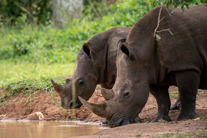 Day Tour Of Ziwa Rhino Sanctuary and Wildlife Ranch - ZIWA RHINO TREKKING - Leaving Kampala and reaching the sanctuary