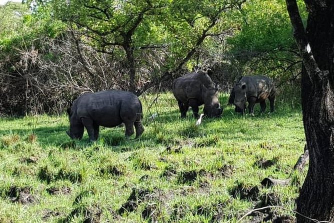 Day Tour Of Ziwa Rhino Sanctuary and Wildlife Ranch - ZIWA RHINO TREKKING - More than rhinos: monkeys, hippos, and open-country wildlife