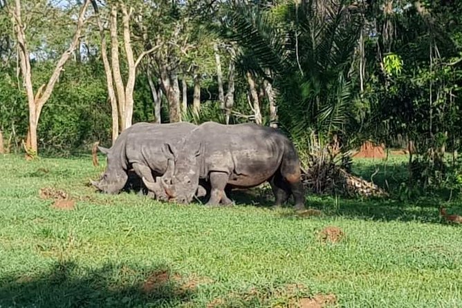 Day Tour Of Ziwa Rhino Sanctuary and Wildlife Ranch - ZIWA RHINO TREKKING - Lunch, WiFi, and what the $300 price covers