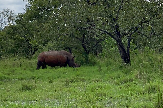 Day Tour Of Ziwa Rhino Sanctuary and Wildlife Ranch - ZIWA RHINO TREKKING - What the private format changes