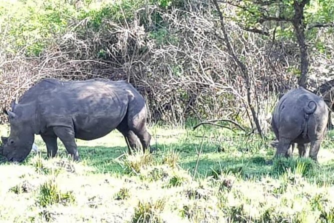 Day Tour Of Ziwa Rhino Sanctuary and Wildlife Ranch - ZIWA RHINO TREKKING - Who will enjoy this day most