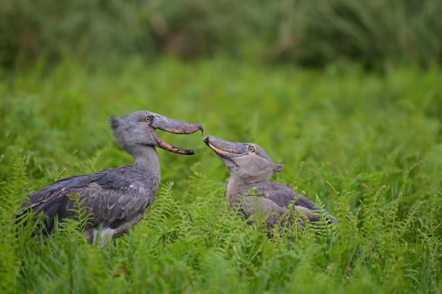 Entebbe: Mabamba Swamp Shoebill Tracking Boat Tour - Key points to know before booking
