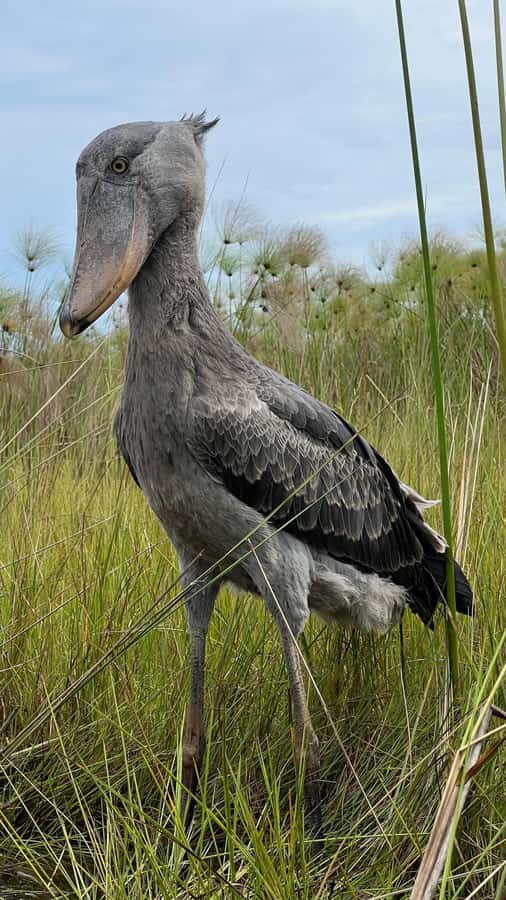 Entebbe: Mabamba Swamp Shoebill Tracking Boat Tour - Why the Shoebill makes Mabamba worth your time