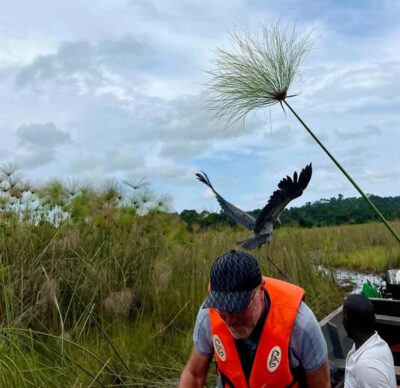 Entebbe: Mabamba Swamp Shoebill Tracking Boat Tour