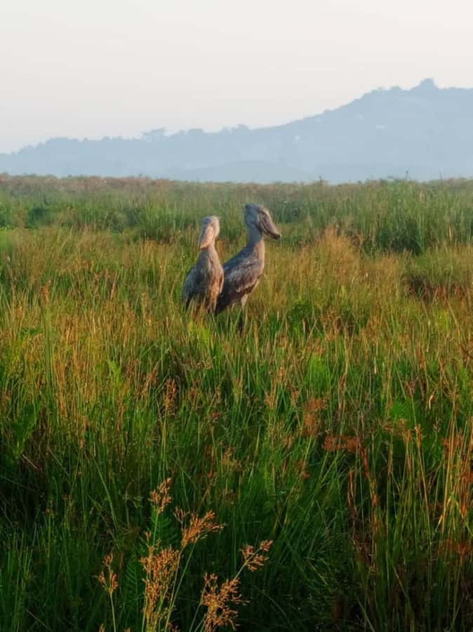 Entebbe: Mabamba Swamp Shoebill Tracking Boat Tour - How the three-hour schedule works