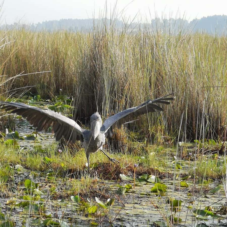 Entebbe: Mabamba Swamp Shoebill Tracking Boat Tour - What to pack for Mabamba