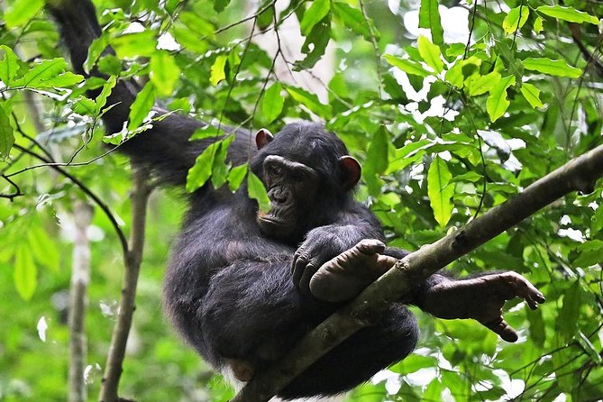 Experience Chimpanzee Trekking in Budongo Forest - Why Budongo Forest makes a good chimpanzee outing