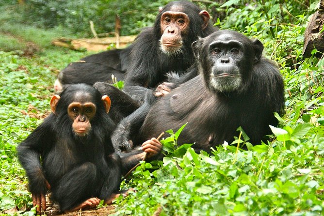Experience Chimpanzee Trekking in Budongo Forest - What the $150 price covers
