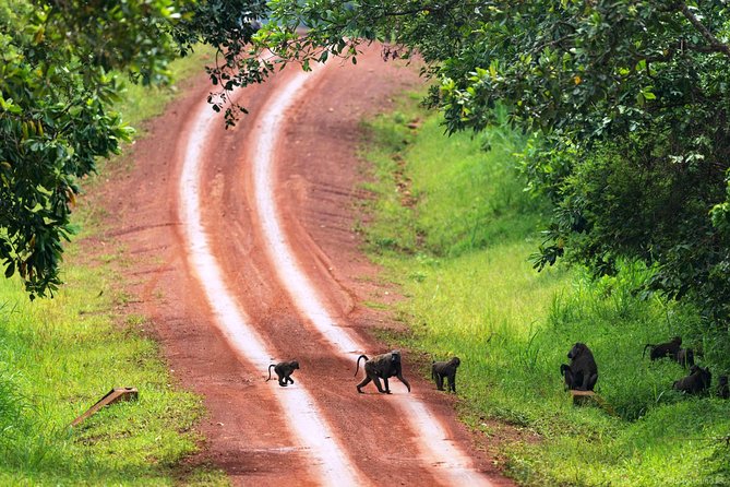 Experience Chimpanzee Trekking in Budongo Forest - Who will get the most from this experience