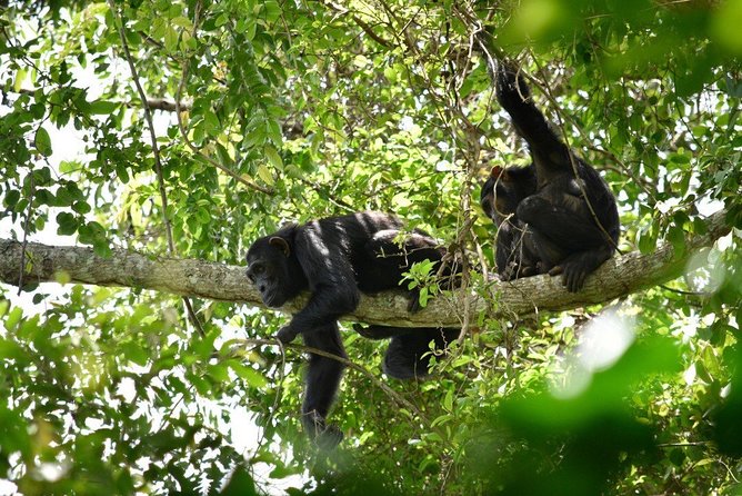 Experience Chimpanzee Trekking in Budongo Forest - What the one-hour chimpanzee encounter includes