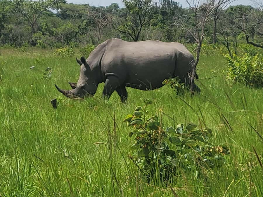 From Kampala: Ziwa Rhino Sanctuary Day Tour with Lunch - Why Ziwa is worth the long road from Kampala